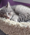 Lovebug * IN FOSTER * - Photo 3