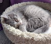 Lovebug * IN FOSTER * - Photo 4