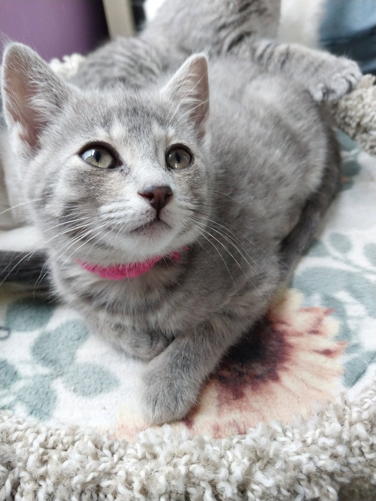 Good Looking * IN FOSTER * Image