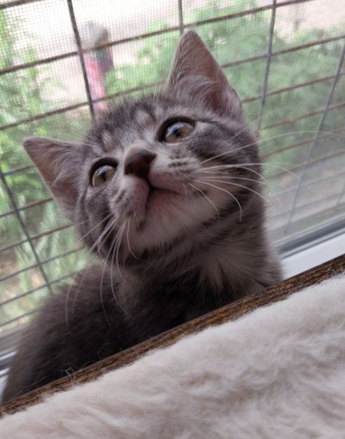 BABY CAKES * IN FOSTER * - Domestic Short Hair available for adoption