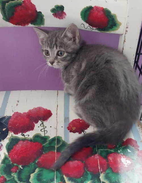 BABY CAKES * IN FOSTER * - Domestic Short Hair available for adoption