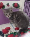 Baby Cakes * IN FOSTER * - Photo 3