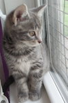 Baby Cakes * IN FOSTER * - Photo 4