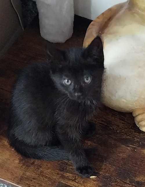 BUBBLES * IN FOSTER * - Domestic Short Hair available for adoption