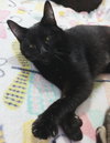 Angel Wolz * IN FOSTER * - Photo 2