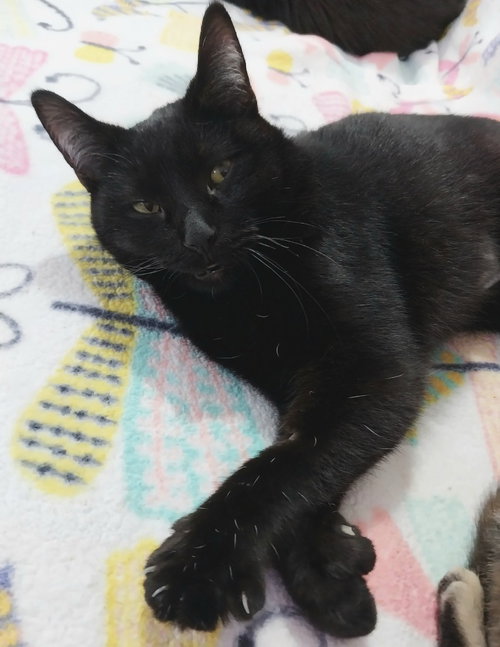 ANGEL WOLZ * IN FOSTER * - Domestic Short Hair available for adoption