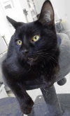 Angel Wolz * IN FOSTER * - Photo 4