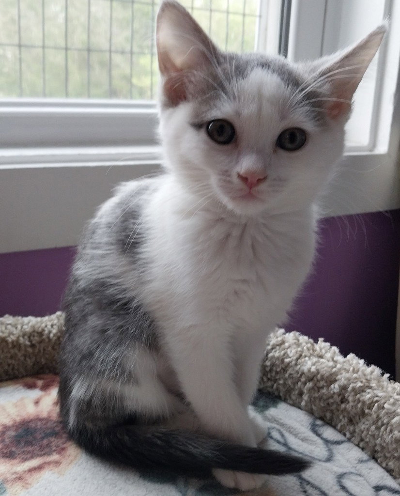 Fallon * IN FOSTER * Image