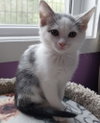Fallon * IN FOSTER * - Photo 1