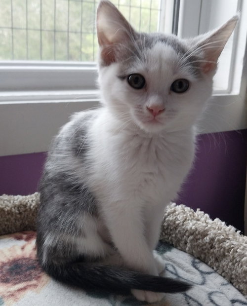 FALLON * IN FOSTER * - Domestic Short Hair available for adoption