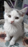 Fallon * IN FOSTER * - Photo 2