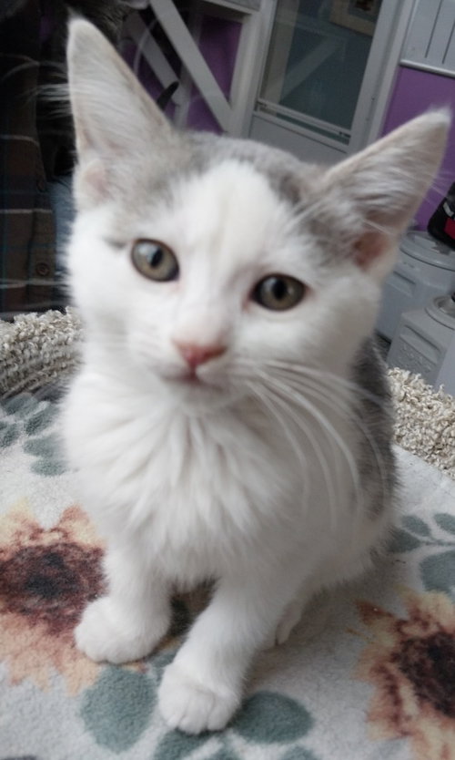 FALLON * IN FOSTER * - Domestic Short Hair available for adoption
