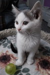 Fallon * IN FOSTER * - Photo 3