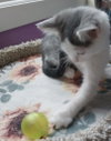 Fallon * IN FOSTER * - Photo 4
