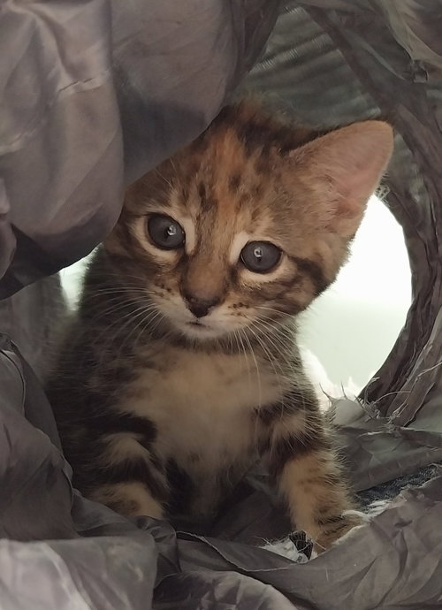 Kaylee * IN FOSTER *, an adoptable Domestic Short Hair in South Bend, IN