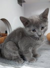 Bessie Coleman * IN FOSTER * - Photo 1