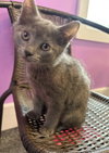 Bessie Coleman * IN FOSTER * - Photo 2