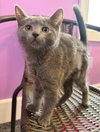 Bessie Coleman * IN FOSTER * - Photo 3