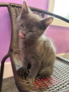Bessie Coleman * IN FOSTER * - Photo 4