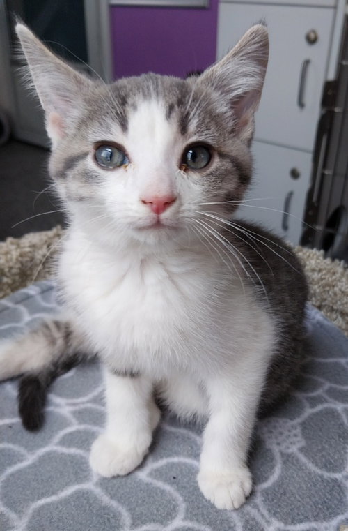 KIMMEL * IN FOSTER * - Domestic Short Hair available for adoption