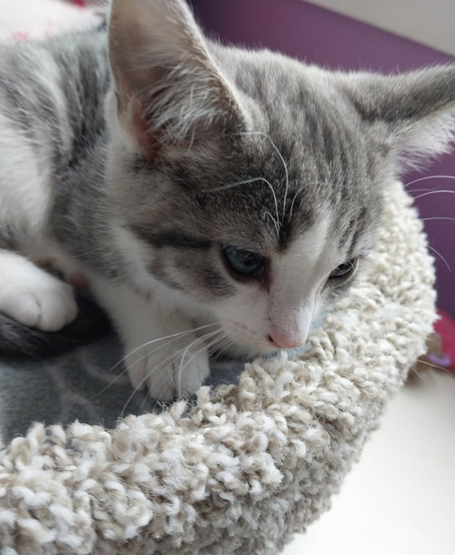 KIMMEL * IN FOSTER * - Domestic Short Hair available for adoption
