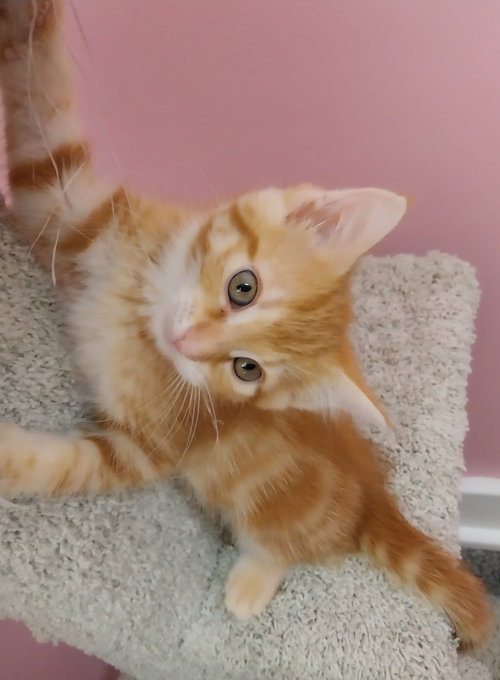 ETSY * IN FOSTER * - Domestic Short Hair available for adoption