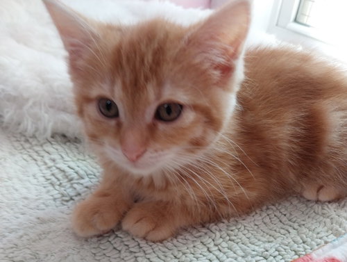 ETSY * IN FOSTER * - Domestic Short Hair available for adoption