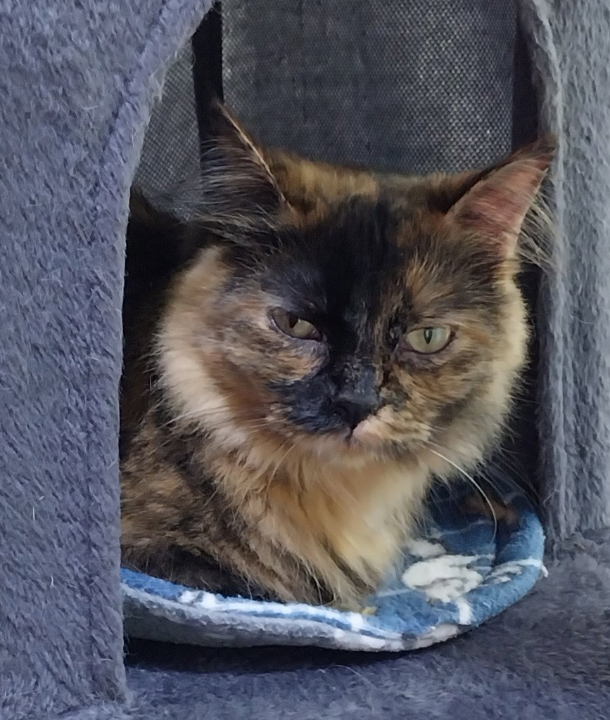 Nova * IN FOSTER * Image