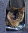 Nova * IN FOSTER * - Photo 1