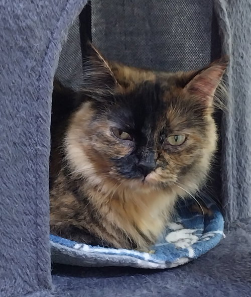 NOVA * IN FOSTER * - Domestic Long Hair available for adoption
