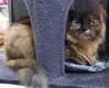 Nova * IN FOSTER * - Photo 2