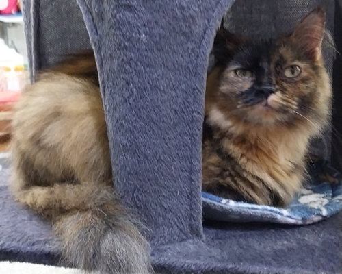 NOVA * IN FOSTER * - Domestic Long Hair available for adoption
