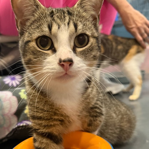 Cosmo (was Jordan) *IN FOSTER*