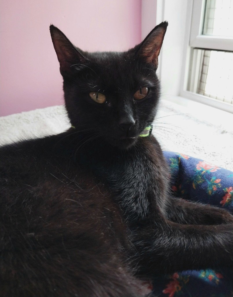 Binx * IN FOSTER * Image
