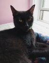 Binx * IN FOSTER * - Photo 1
