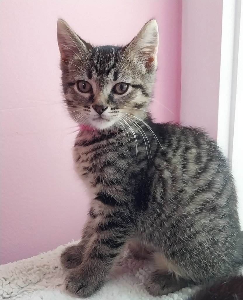 Penny * IN FOSTER * Image