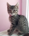 Penny * IN FOSTER * - Photo 1