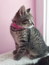 Penny * IN FOSTER * - Photo 2