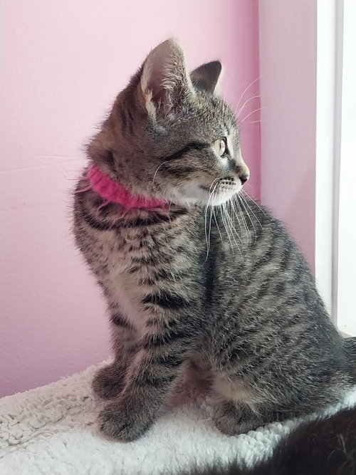 PENNY * IN FOSTER * - Domestic Short Hair available for adoption