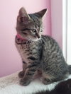 Penny * IN FOSTER * - Photo 3