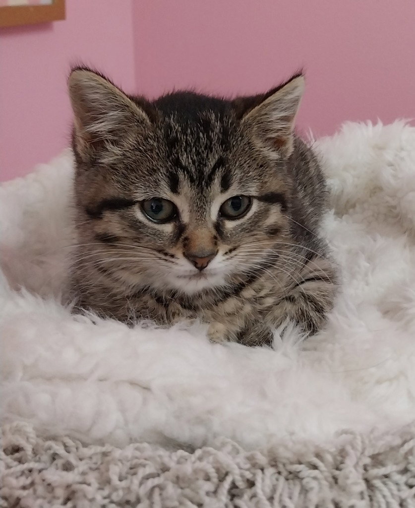 Poppy * IN FOSTER * Image