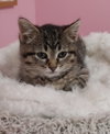 Poppy * IN FOSTER * - Photo 1