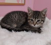 Poppy * IN FOSTER * - Photo 2