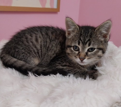 POPPY * IN FOSTER * - Domestic Short Hair available for adoption