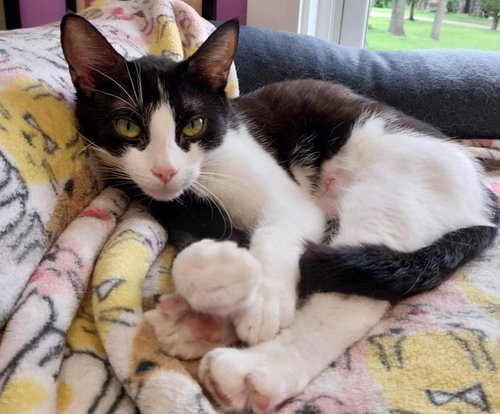 LUGNUT * IN FOSTER * - Domestic Short Hair available for adoption