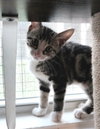 Hubcap * IN FOSTER * - Photo 1