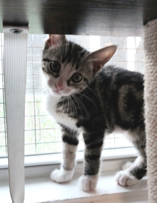 HUBCAP * IN FOSTER * - Domestic Short Hair available for adoption