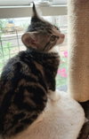 Hubcap * IN FOSTER * - Photo 2
