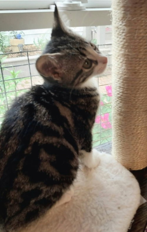 HUBCAP * IN FOSTER * - Domestic Short Hair available for adoption