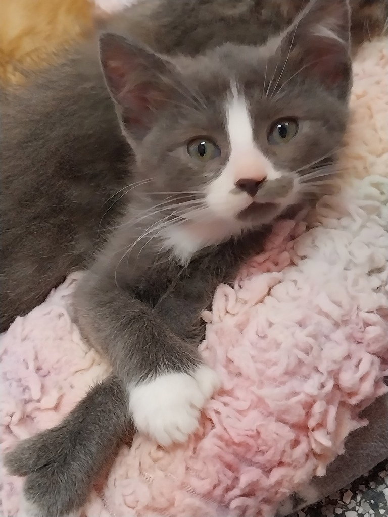 Jolene * IN FOSTER * Image